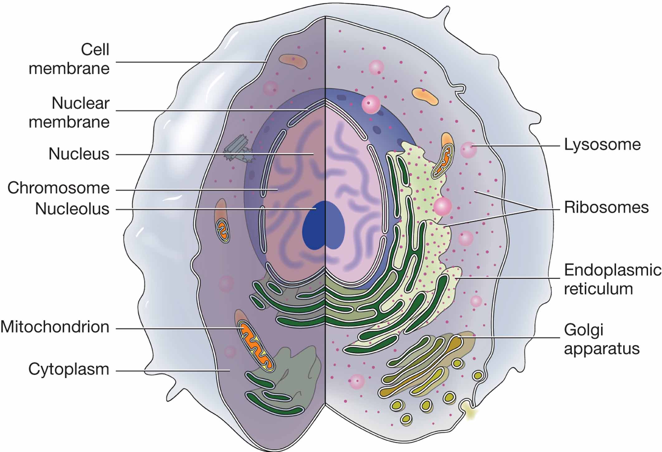 Structures of a cell.