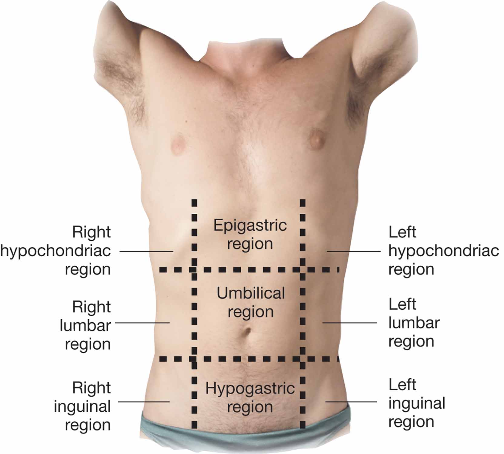 Regions of the abdominopelvic area