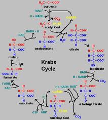 krebs