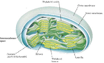 thylakoid