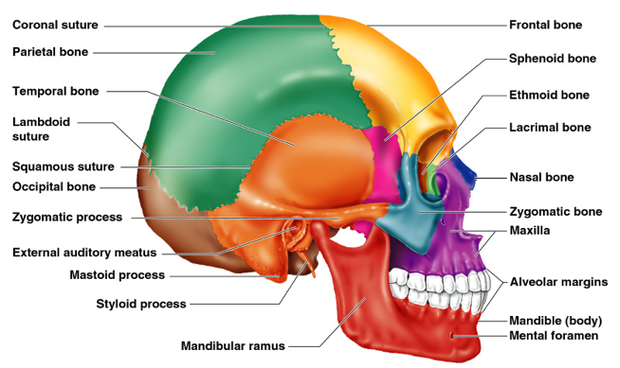 Skull Right Lateral View Labeled