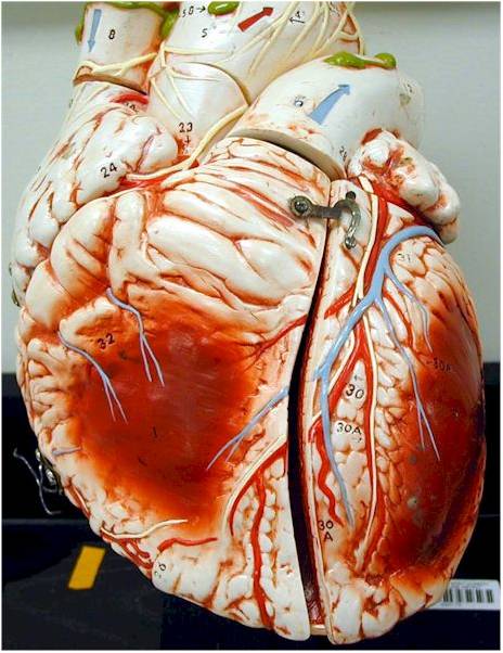 Cardiac circulation