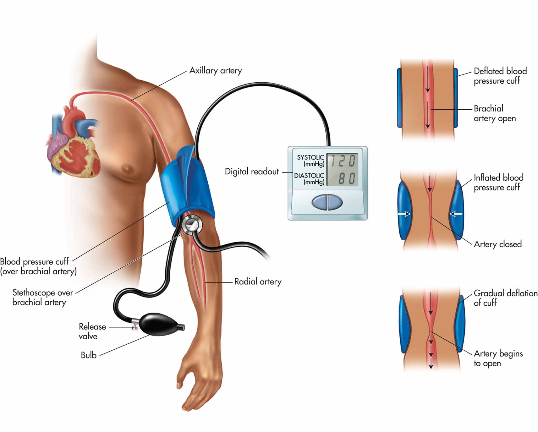 Blood pressure measurement.