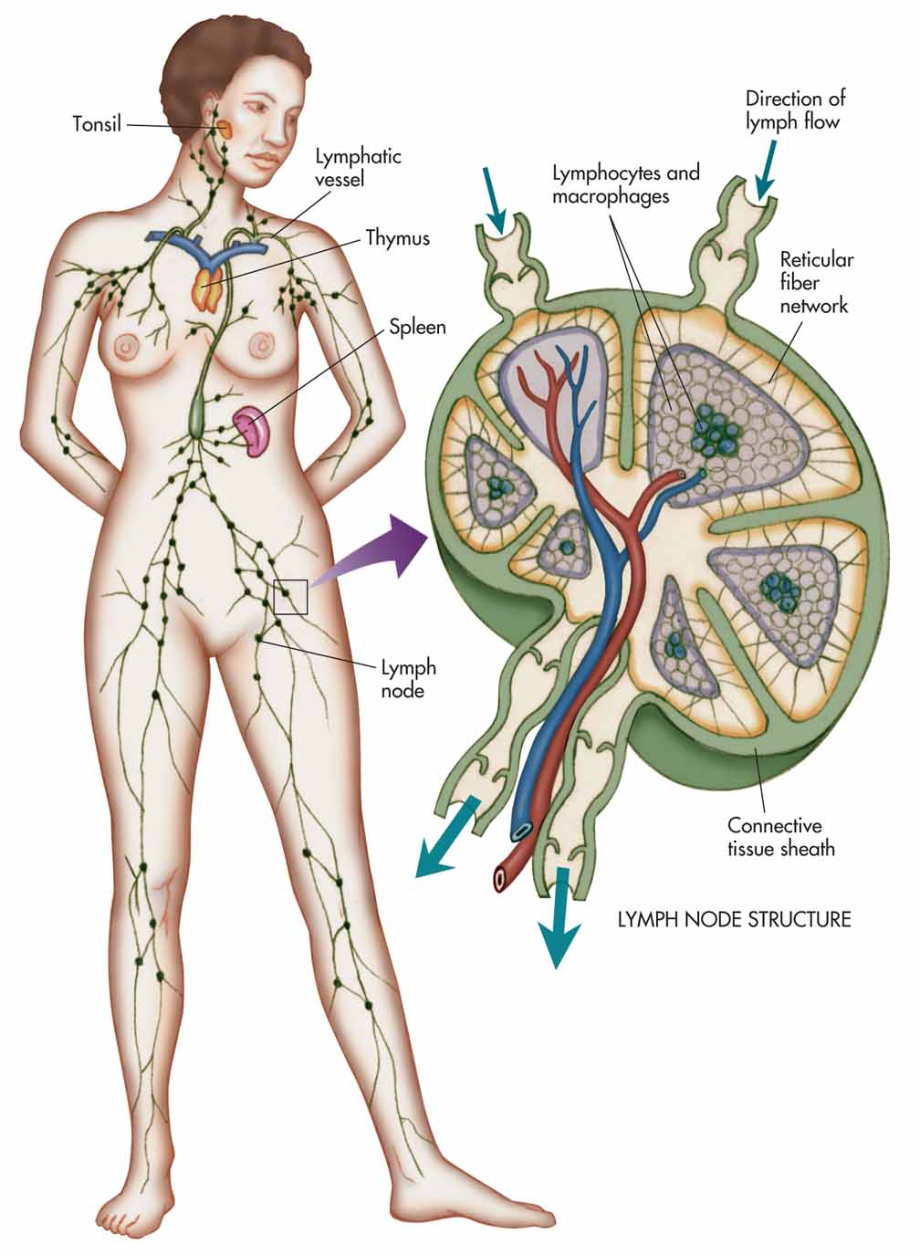 Tonsils, lymph nodes, thymus, spleen, and lymphatic vessels with an expanded view of a lymph node.