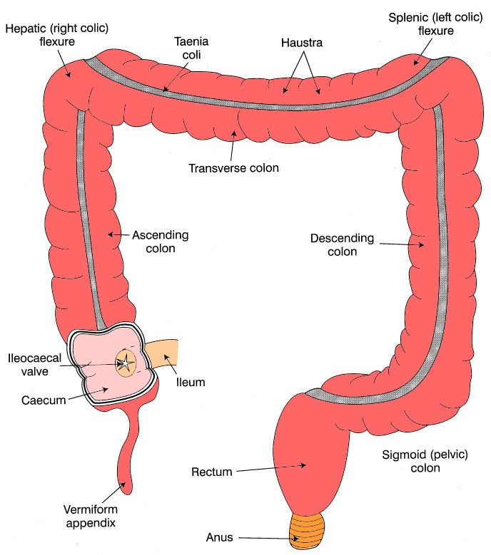 Anatomy of the large intestine