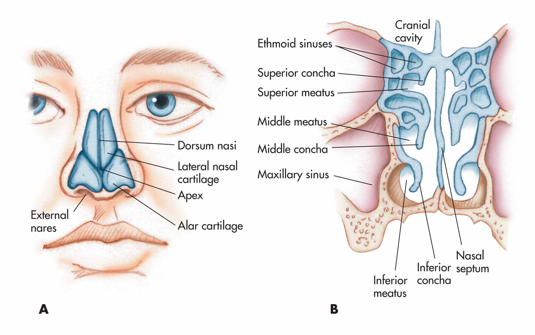 external nasal anatomy