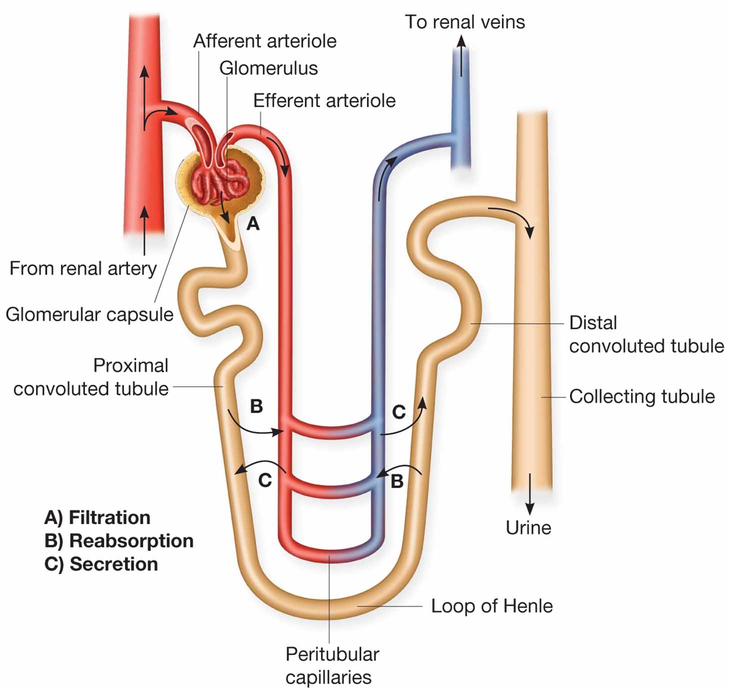 Sites of tubular reabsorption and secretion.