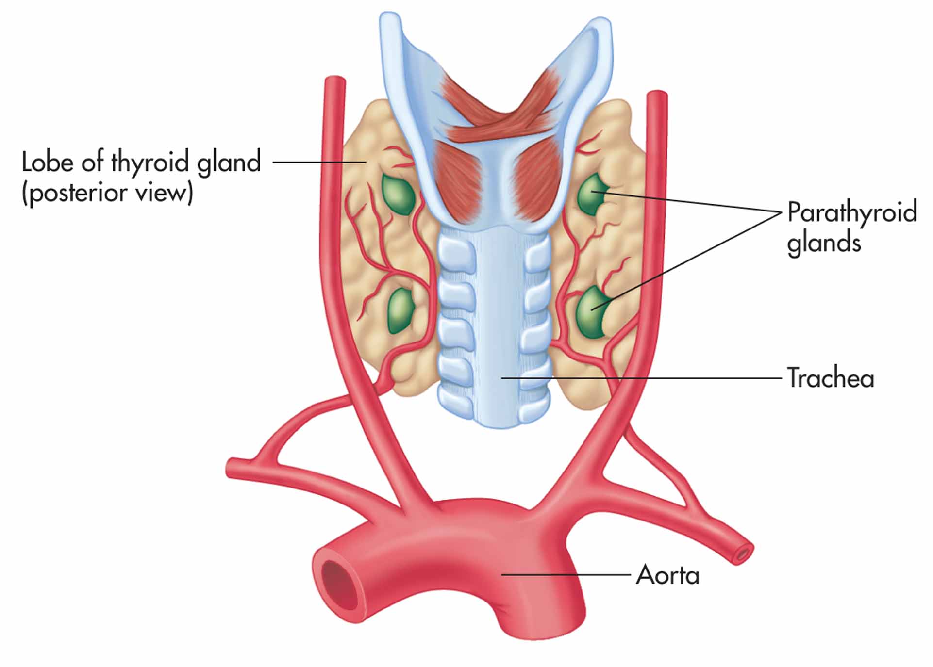 Parathyroid glands.