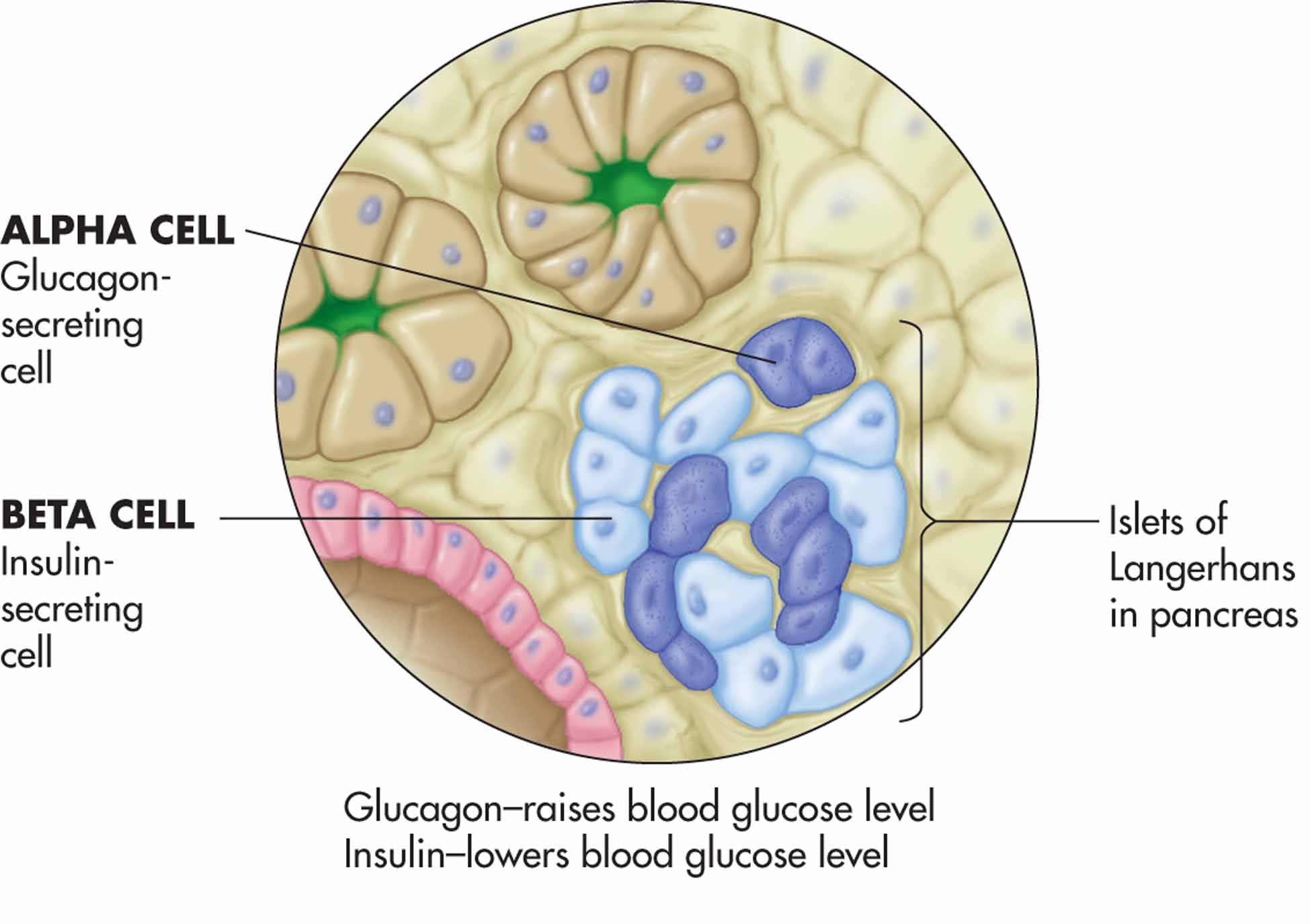 Islets of Langerhans.