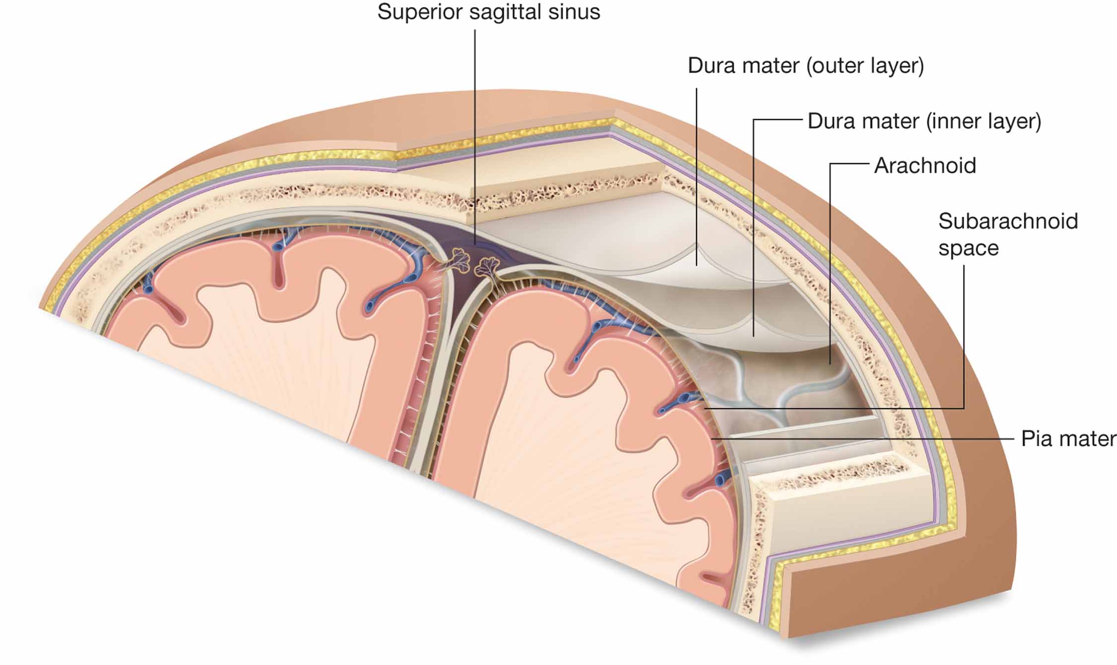 The meninges from the outside in: dura mater, arachnoid, and pia mater. Also showing the subarachnoi