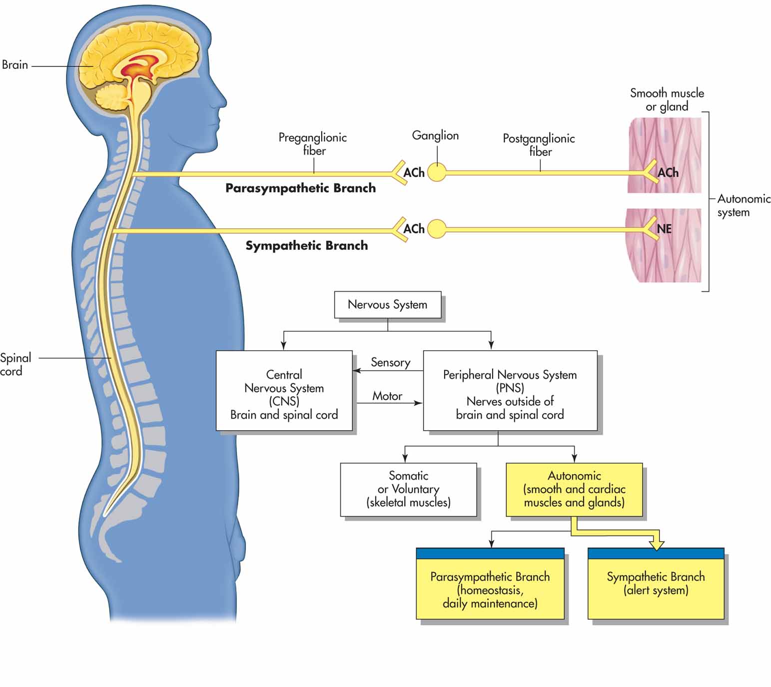 General representation of the autonomic nervous system.