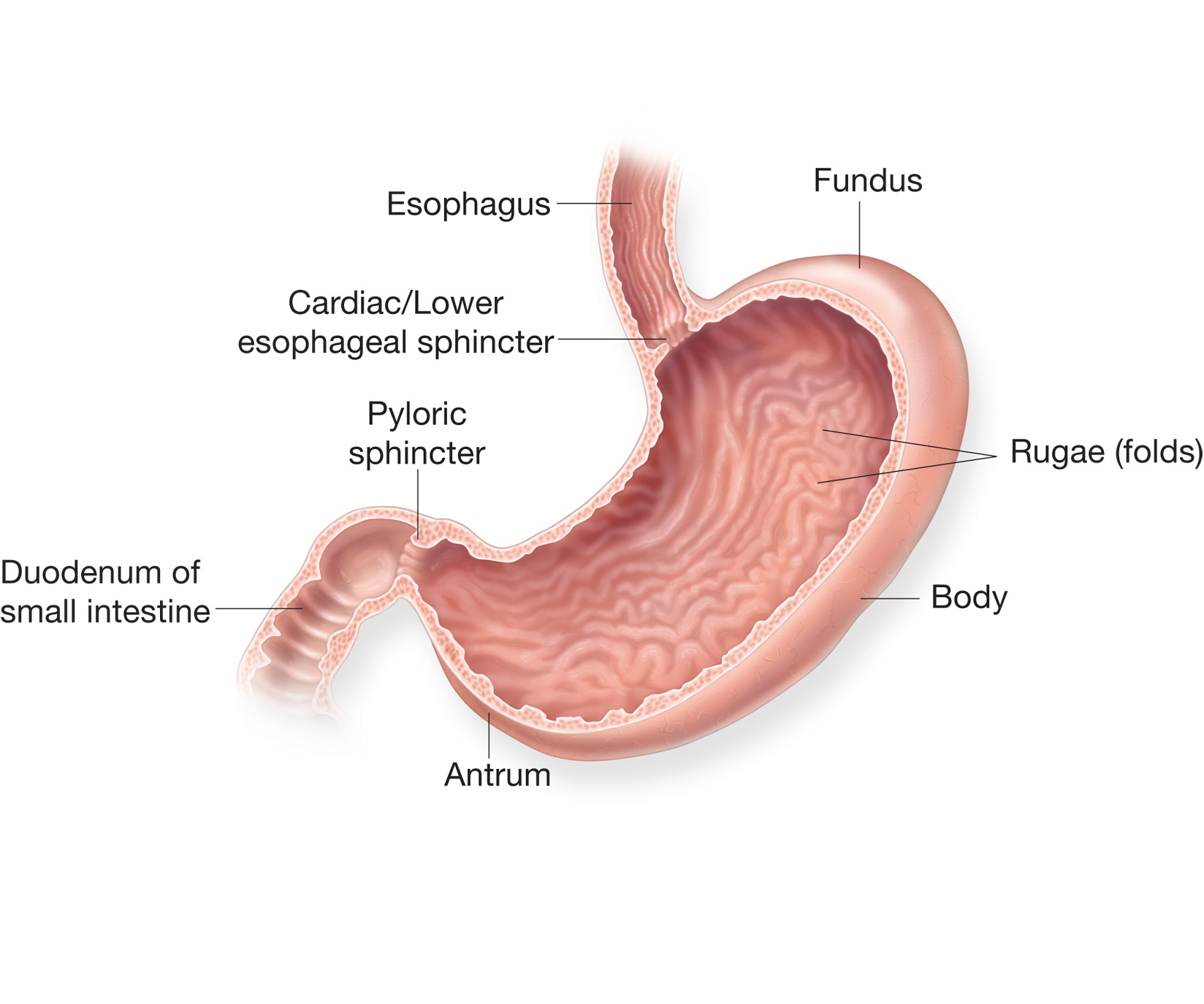Складки пищевода. Пищевод и желудок анатомия. Желудок в разрезе. Строение желудка человека. Сфинктеры желудка анатомия.