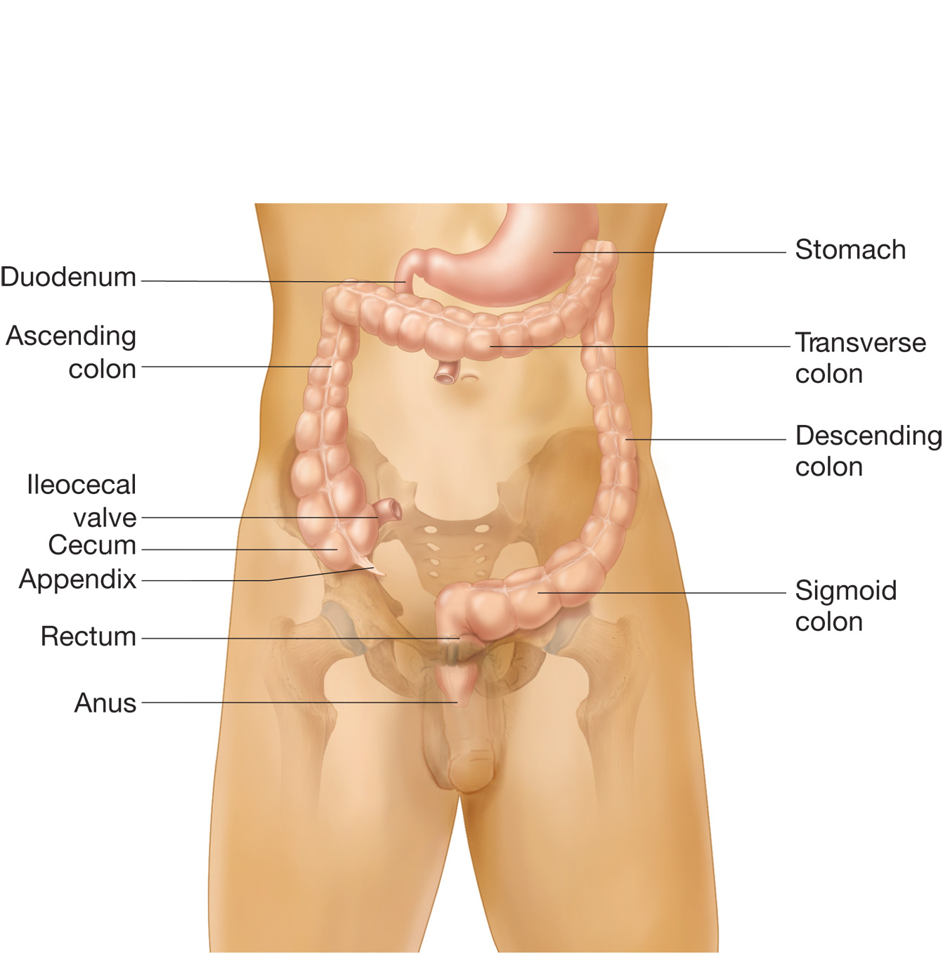 The regions of the colon beginning with the cecum and ending at the anus. 