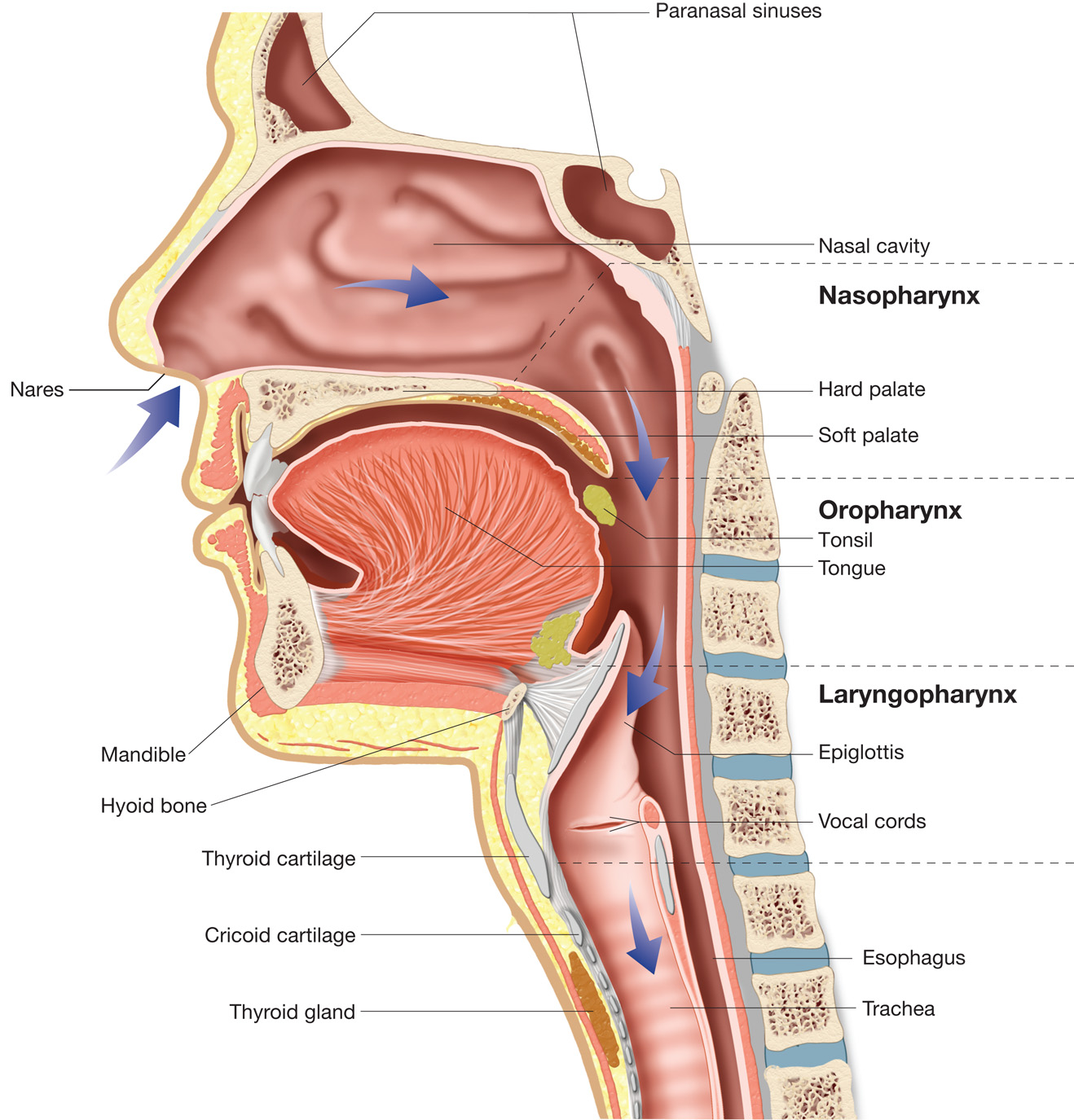 Sagittal section of upper respiratory system illustrating the internal anatomy of the nasal cavity, 