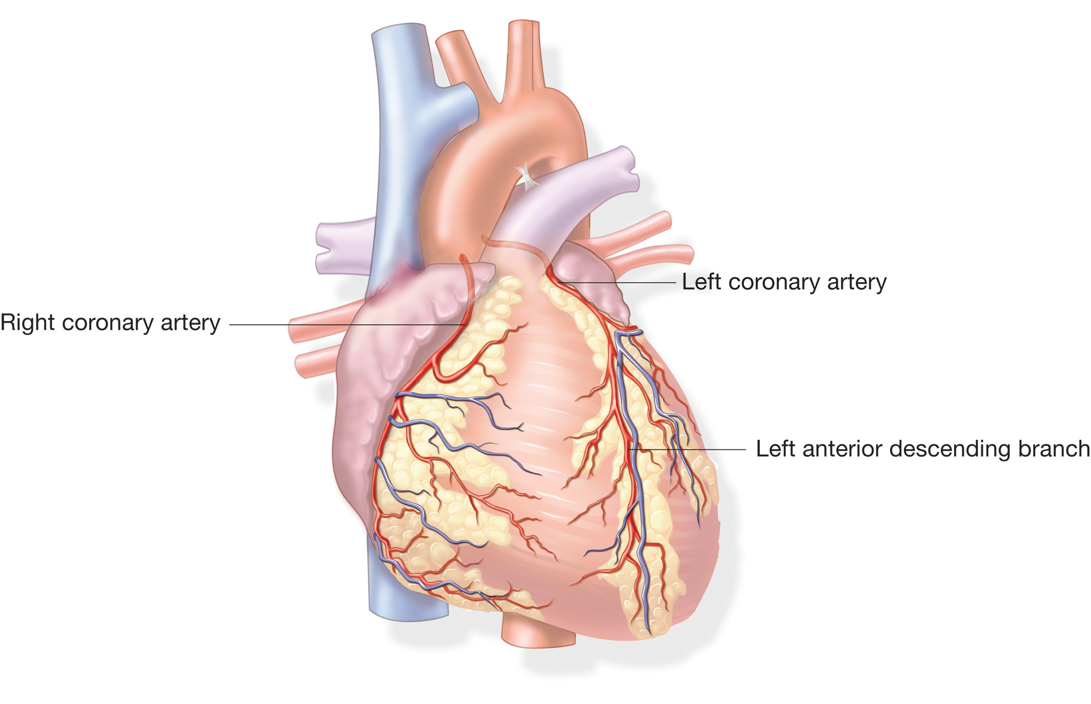 The coronary arteries. 