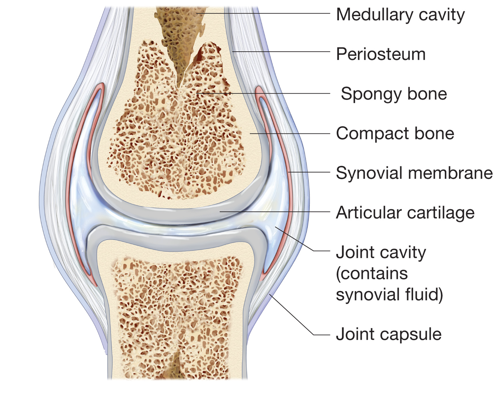 Structure of a generalized synovial joint. 