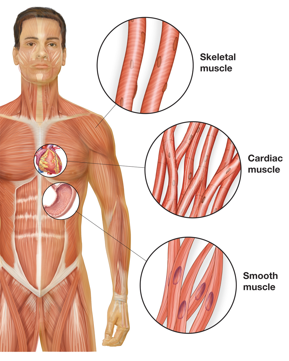 The three types of muscles: skeletal, smooth, and cardiac. 