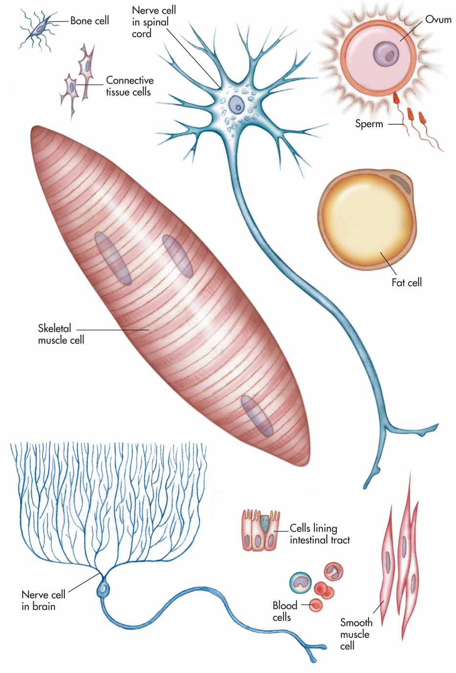 Different Types of Cells