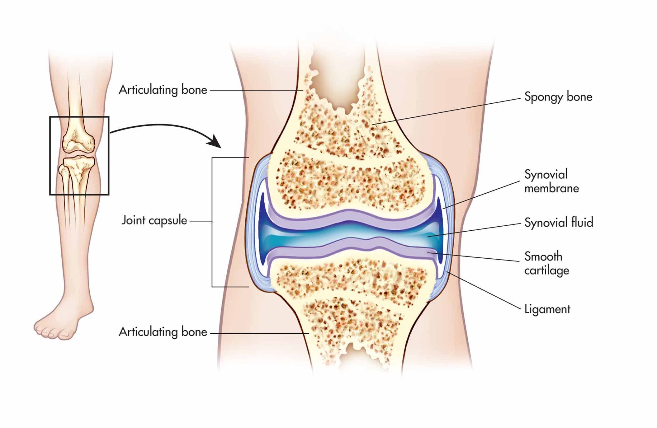 Knee joint.