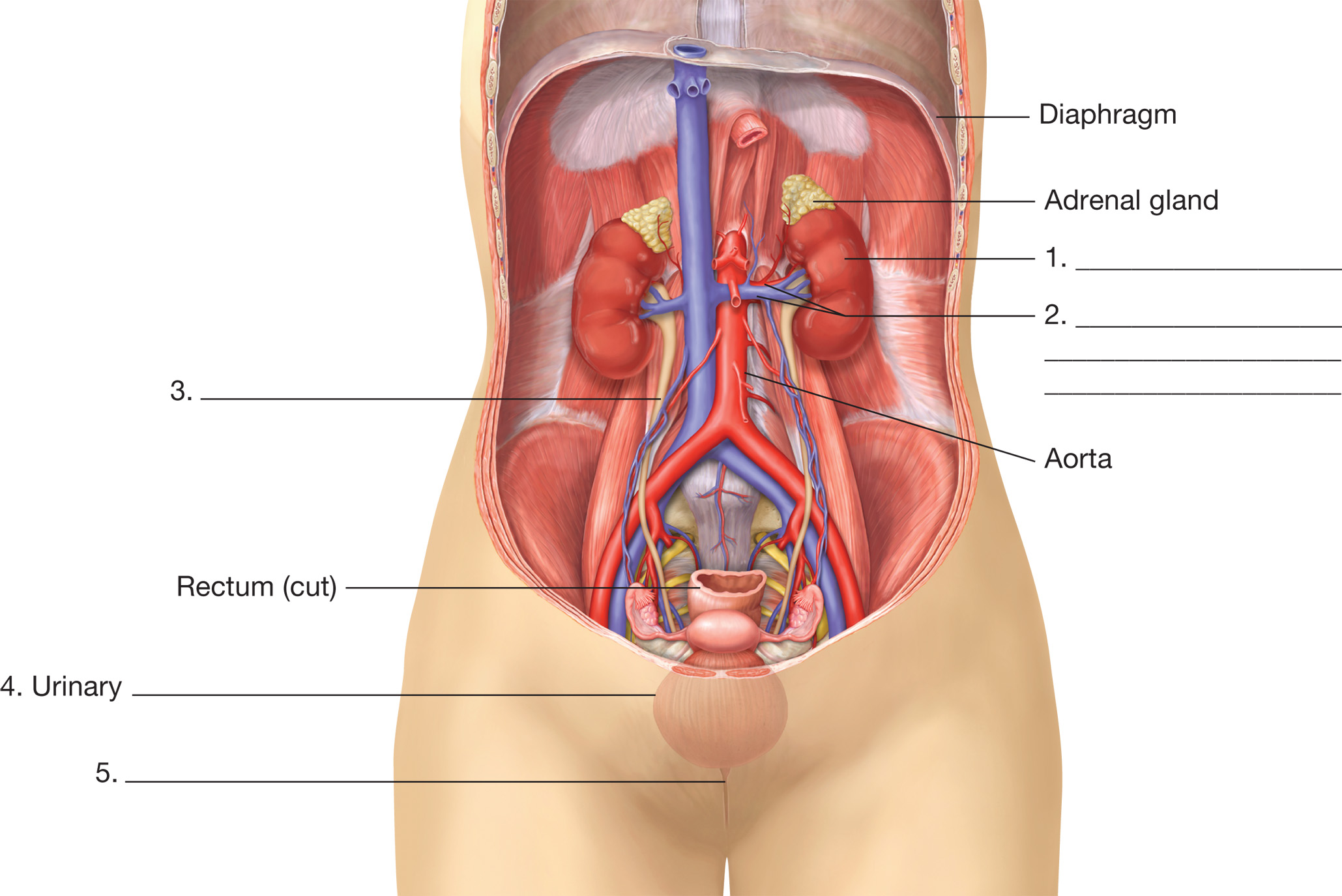 Organs of the urinary system. This illustration is an anterior view of a female with the abdominal w