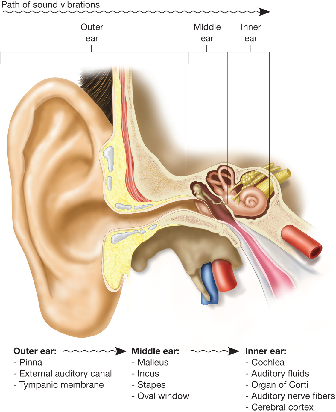 The path of sound waves through the outer, middle, and inner ear. 