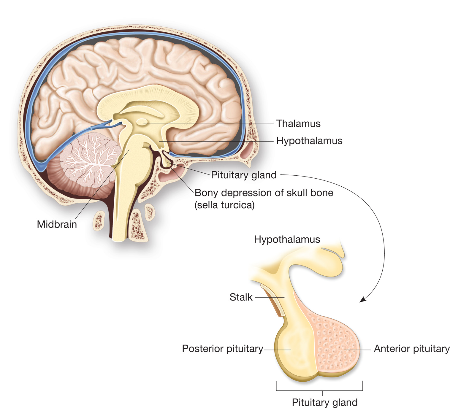 The pituitary gland lies just underneath the brain. It is subdivided into anterior and posterior lob