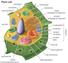 Plant Cell