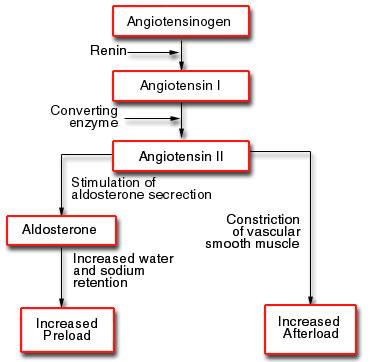 angiotensinogen pathway