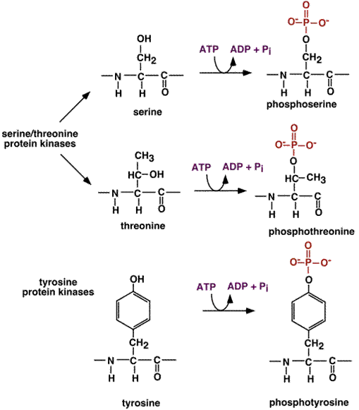 eq13