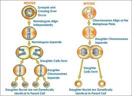 Mitossis Vs. Meiosis