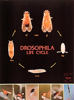 Drosophila melanogaster 2