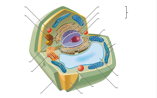Plant Cell (Blank Labels)