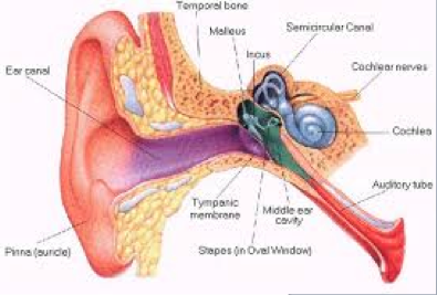 Ear Anatomy