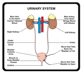 Urinary System