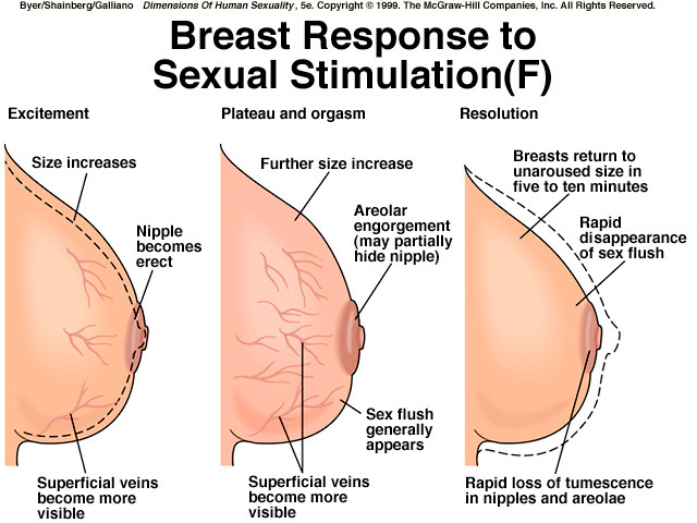 breast reponse to sexual stimulation