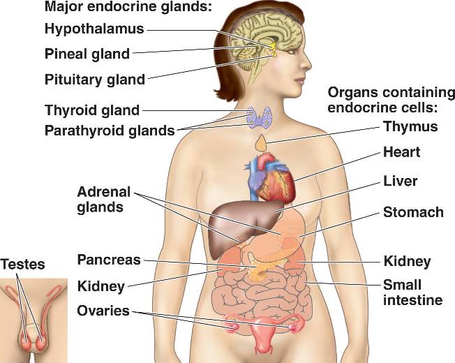 Human Body Glands and Hormones