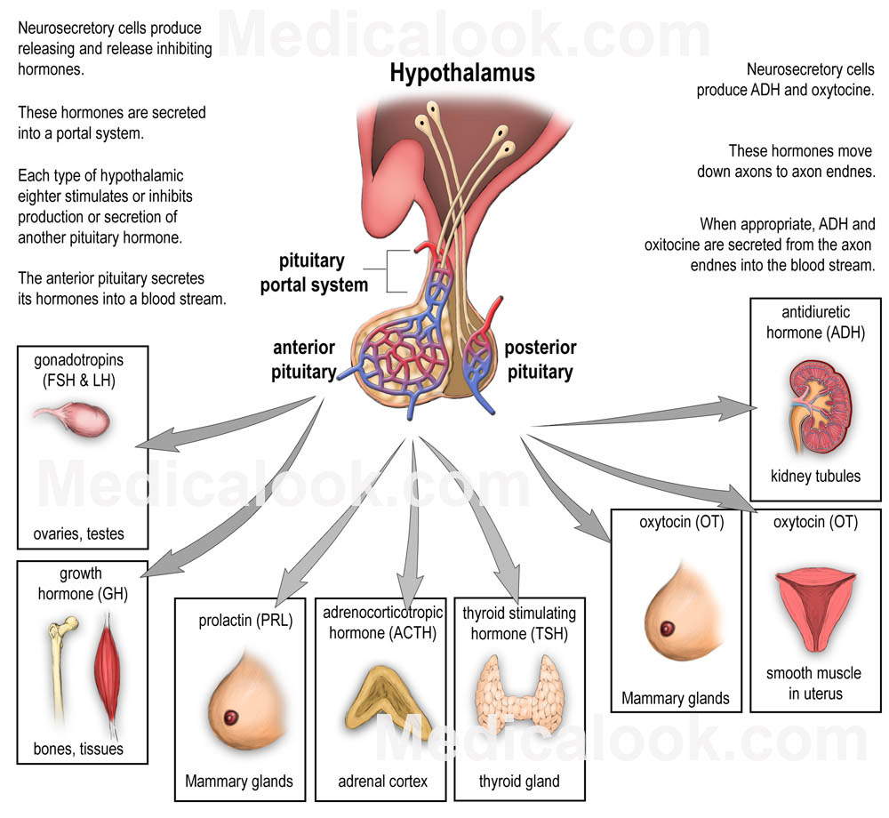 Pituitary hormones