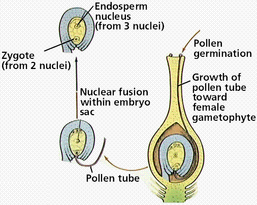 reproduction in plants