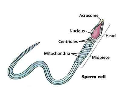 sperm cell