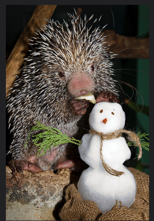 Prehensile-Tailed Porcupine