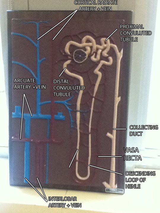 NEPHRON