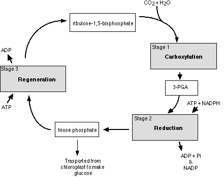 calvin cycle3