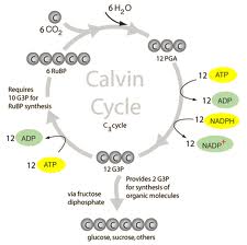 calvin cycle4