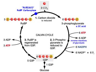 calvin cycle5