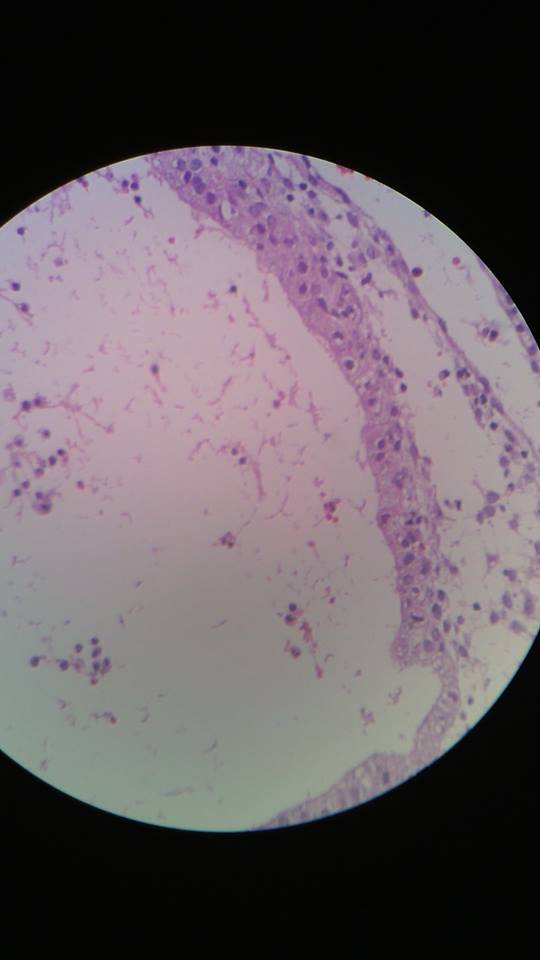 Histología