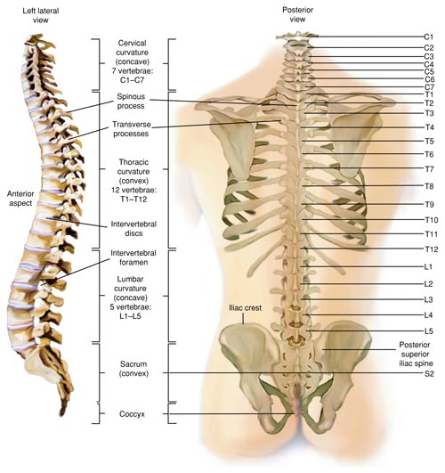 Anatomy of the Spine