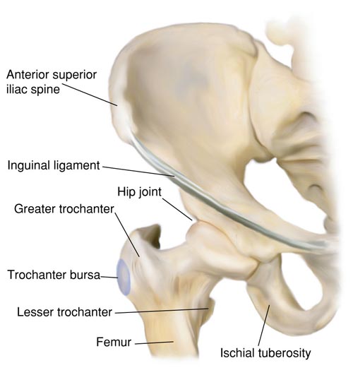 Anatomy of the Hip Joint