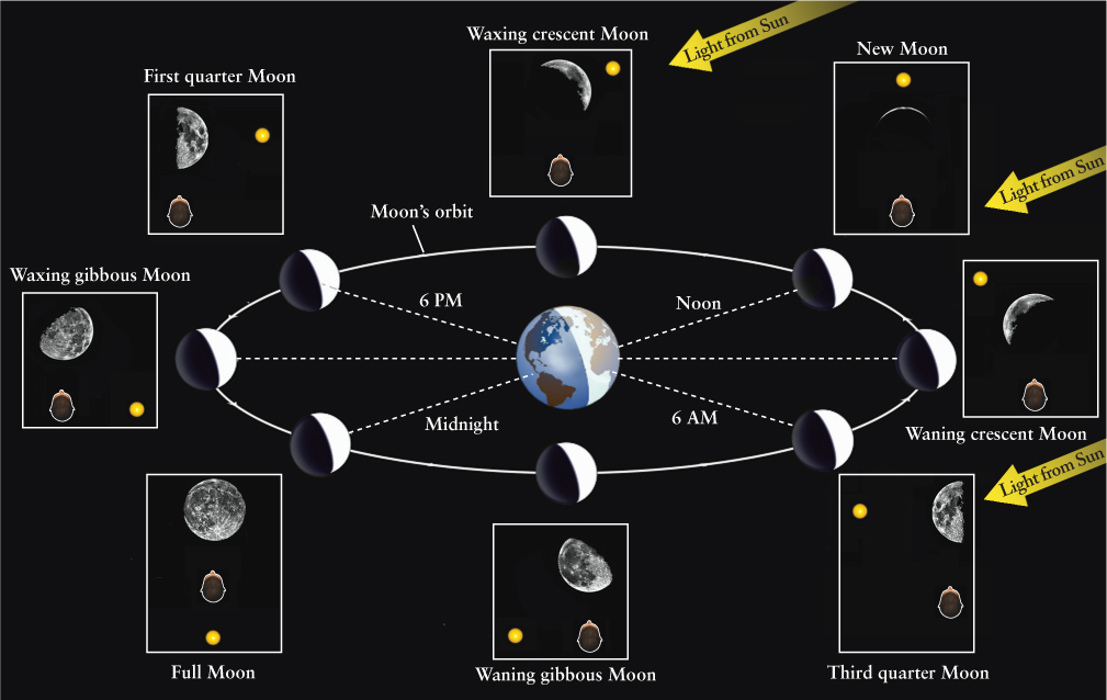 The Phases of the Moon