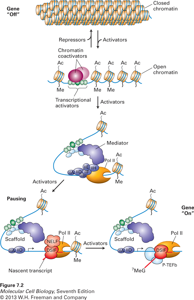 Overview of eukaryotic transcription control