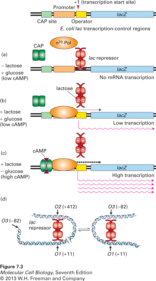 Regulation of transcription from the lac operon of E. coli.